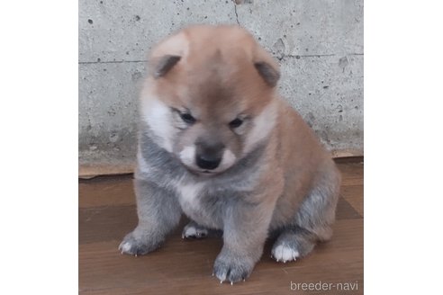成約済の秋田県の柴犬-316952の5枚目